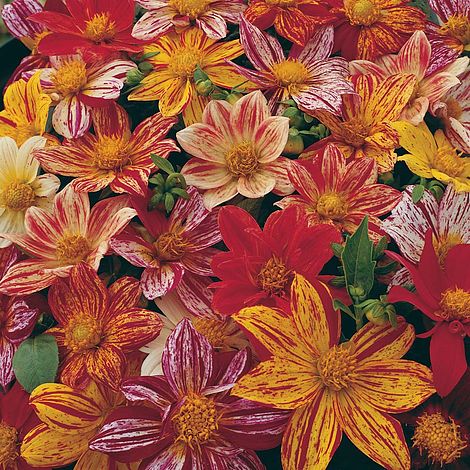 Dahlia variabilis 'Fireworks Mixed'