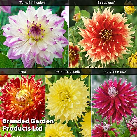 Dahlia 'Dinner Plate' Collection