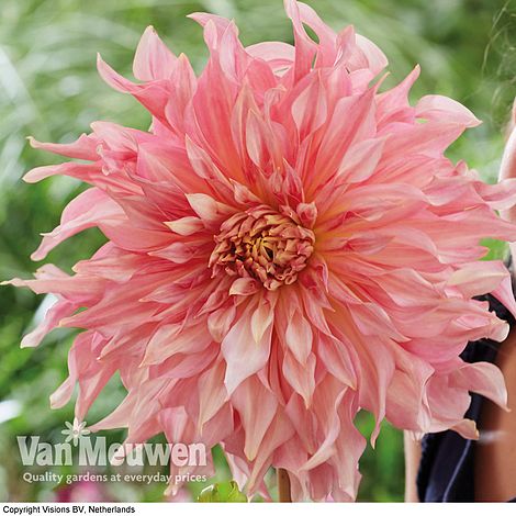 Dahlia 'Penhill Watermelon'