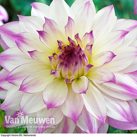 Dahlia 'Ferncliff Illusion'