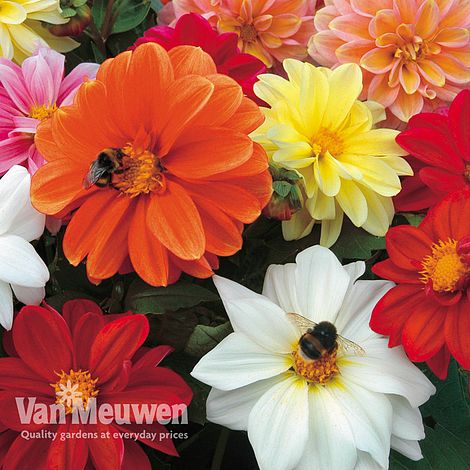 Dahlia 'Patio Choice' Mix