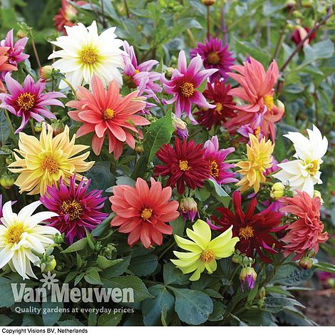 Dahlia 'Starlight Mixed'