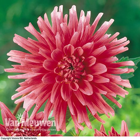 Dahlia 'Park Princess'