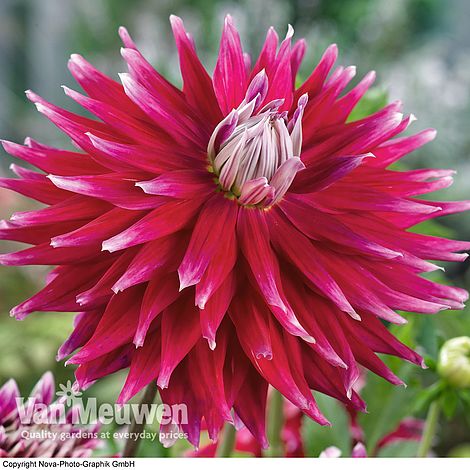 Dahlia 'AC Dark Horse'