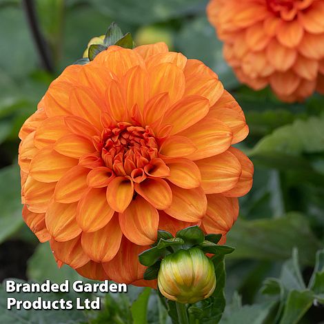 Dahlia 'American Sunset'