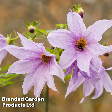 Dahlia 'Imperialis Tree Dahlia'