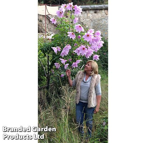 Dahlia 'Imperialis Tree Dahlia'