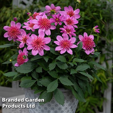 Dahlia Gardenetta 'Starburst Pink'