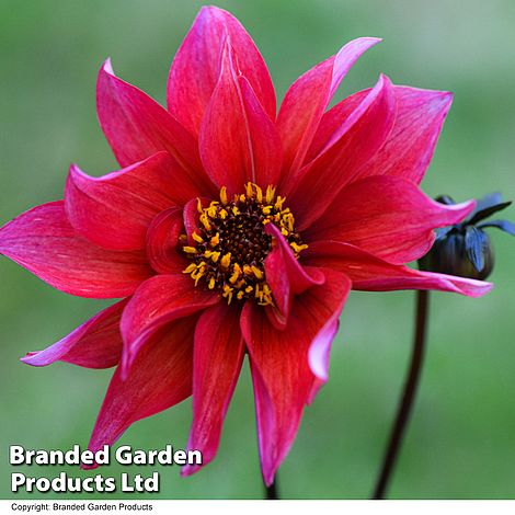 Dahlia 'Waltzing Matilda'