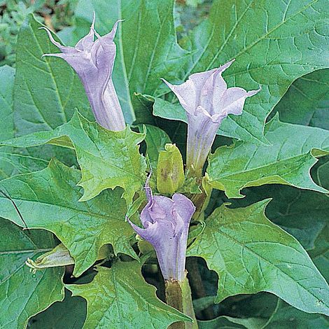 Datura metel 'La Fleur Lilac'