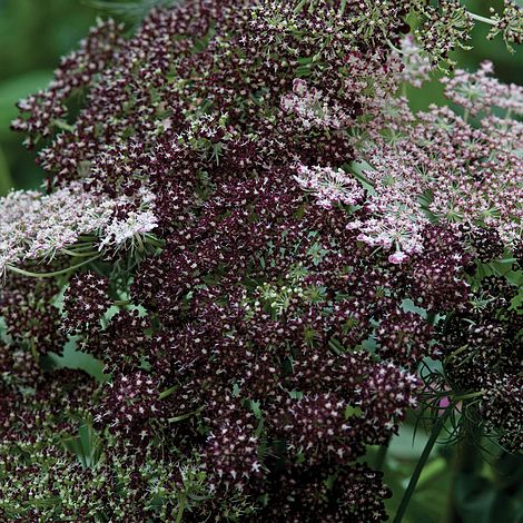 Daucus carota 'Dara'