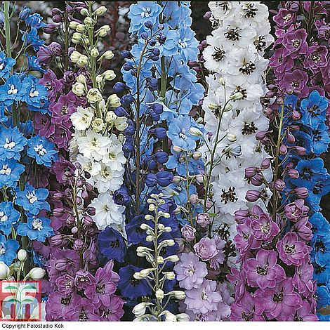 Delphinium hybridum 'Pacific Giants Mixed'