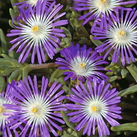 Delosperma floribunda 'Stardust'