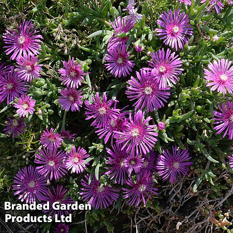 Delosperma 'Table Mountain'