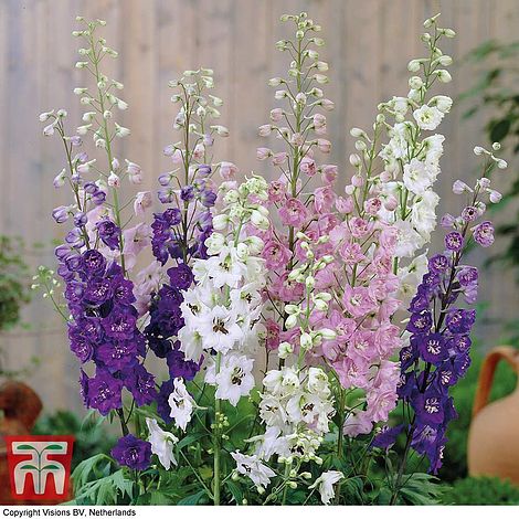 Delphinium hybridum 'Magic Fountains Mixed'