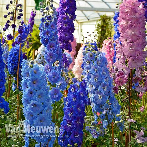 Delphinium 'Pacific Hybrids'