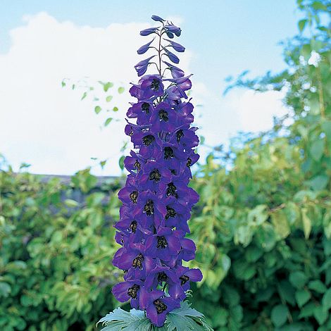 Delphinium 'Black Knight'