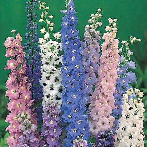 Delphinium 'Magic Fountains Mixed'