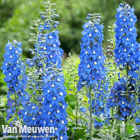 Delphinium 'Summer Skies' (Pacific Hybrid)