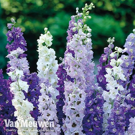 Delphinium Mixed