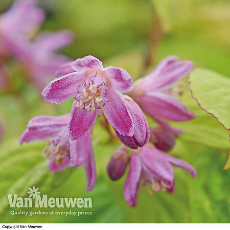 Deutzia x hybrida 'Strawberry Fields'