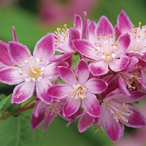 Deutzia x hybrida 'Strawberry Fields'  