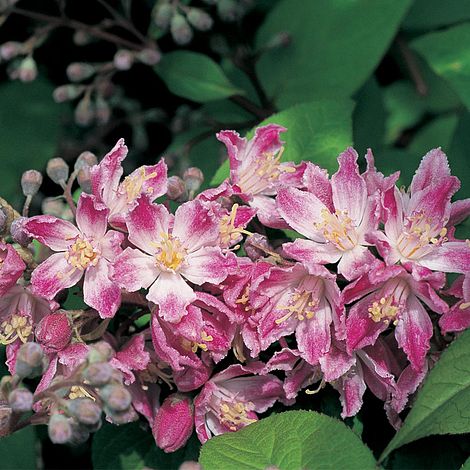 Deutzia x hybrida 'Strawberry Fields'