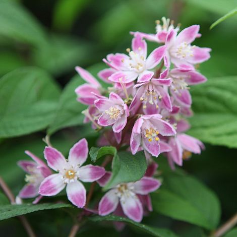 Deutzia 'Tourbillon Rouge'