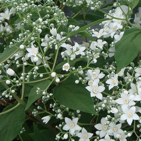 Deutzia setchuenensis var. corymbiflora