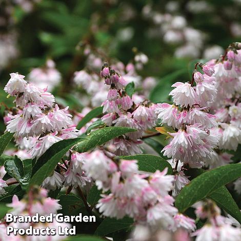 Deutzia crenata 'Pride of Rochester'