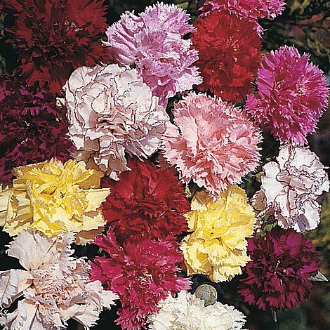 Dianthus caryophyllus 'Giant Chabaud Mixed'