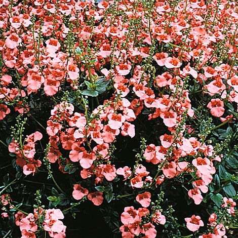 Diascia barberae 'Apricot Queen'