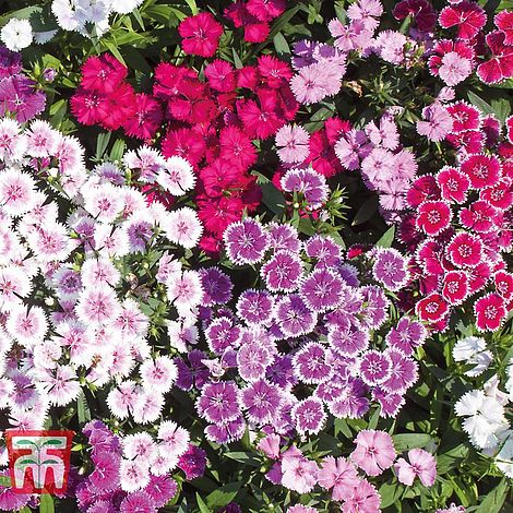 Dianthus barbatus 'Indian Carpet Mixed'