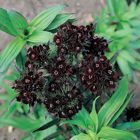 Dianthus barbatus nigrescens 'Sooty'