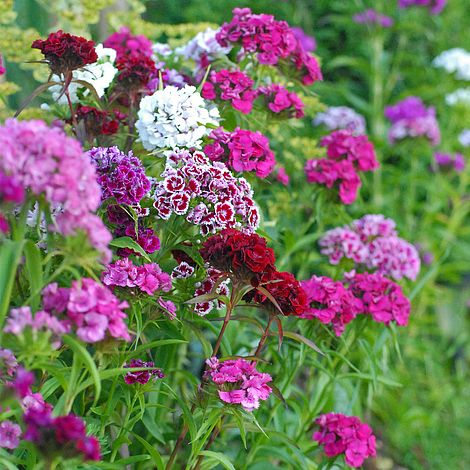 Dianthus barbatus 'Excelsior Mixed'