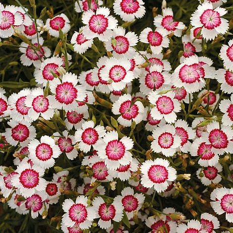 Dianthus deltoides 'Arctic Fire'