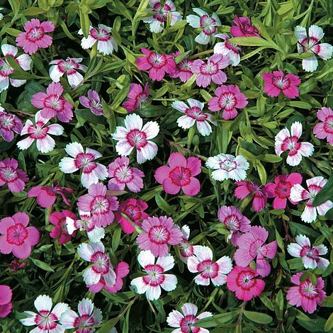 Dianthus deltoides 'Micro Chips'