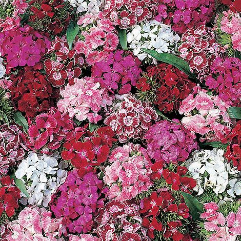 Dianthus barbatus 'Summer Sundae'