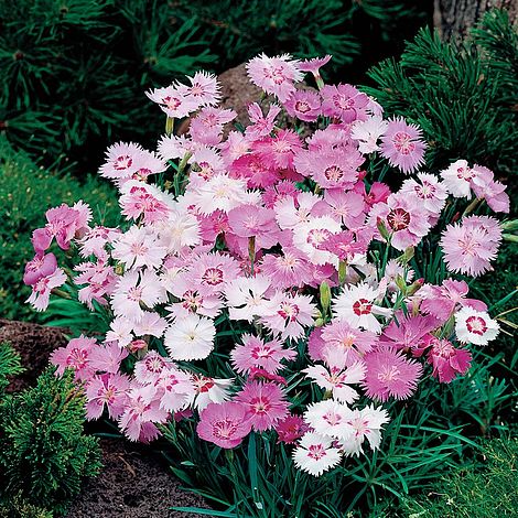 Dianthus plumarius 'Sweetness Mixed'