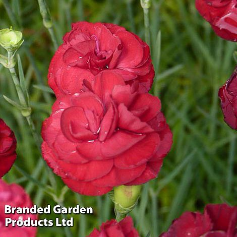 Dianthus Scent First Passion 1 Litre