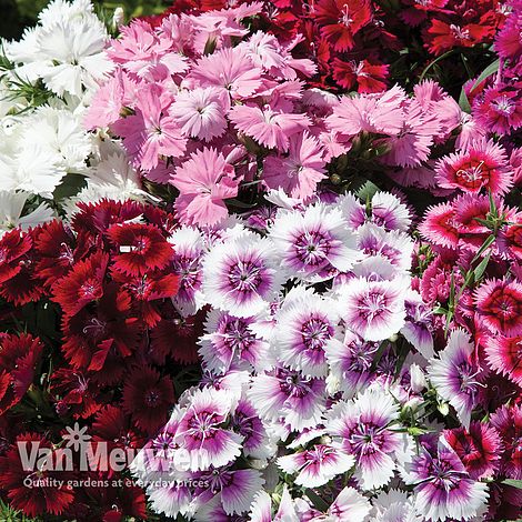 Dianthus 'Festival Mixed'