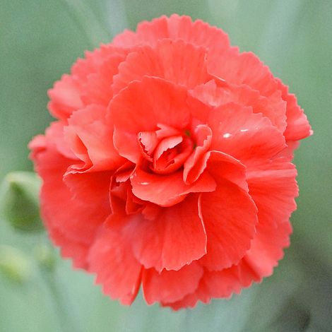 Dianthus 'Diane'