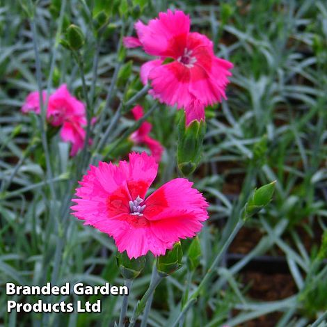 Dianthus 'Cosmopolitan'