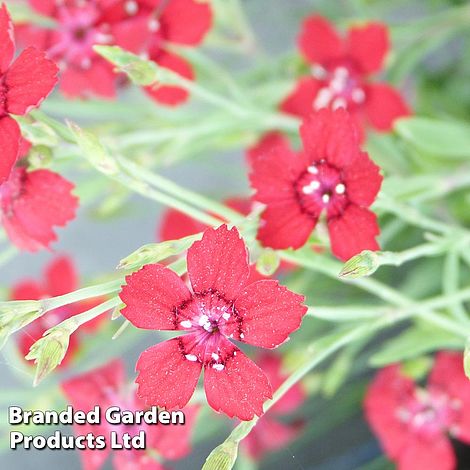 Dianthus 'Fusilier'