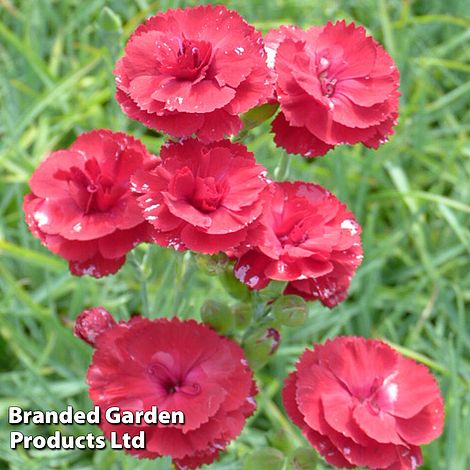 Dianthus 'Houndspool Cheryl'