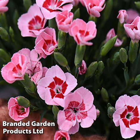 Dianthus 'Peach Party'