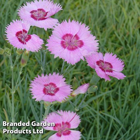 Dianthus 'Shirley Temple'