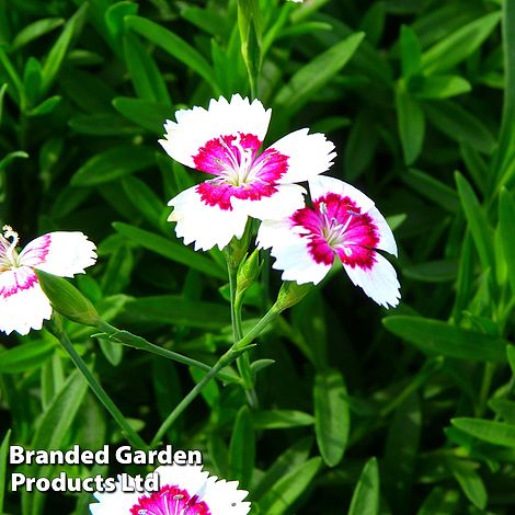 Dianthus deltoides 'Arctic Fire'