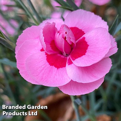 Dianthus 'Baby Doris'