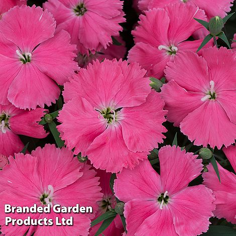 Dianthus 'Vivid Bright Light'